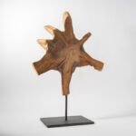 Racine de Teck à poser