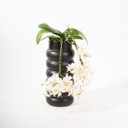 Orchidée Phalaenopsis en pot - Noir