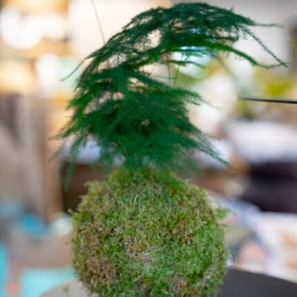 Kokedama - Asparagus Plumosus - N°9