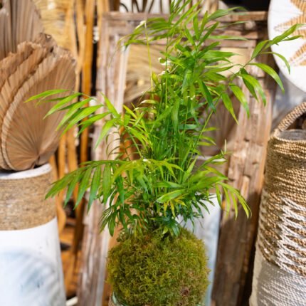 Kokedama - Chamaedorea Elegans - N°13