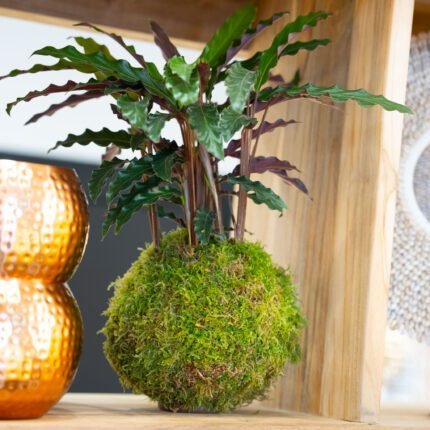 Kokedama - Calathea Rufibarba - N°5