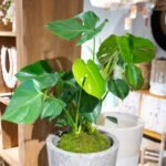 12 - Kokedama - Monstera Deliciosa - L