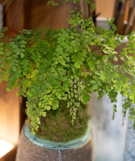 Kokedama - Adiantum - N°3