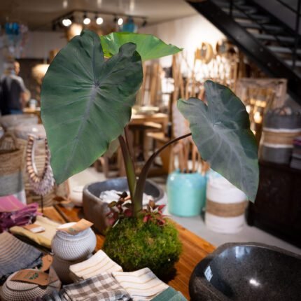 Kokedama - Colocasia