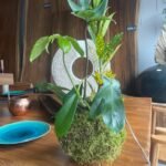2- Kokedama - Philodendron et Croton